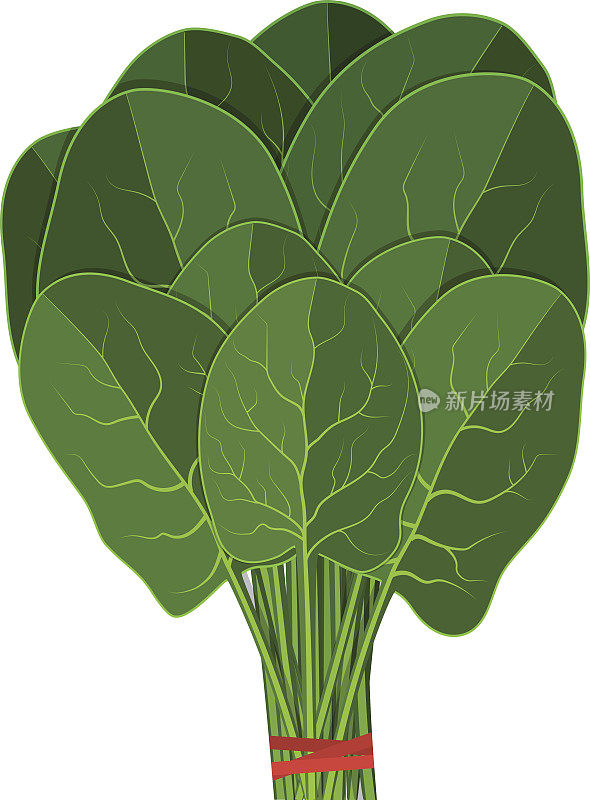 Bunch of fresh spinach close up.